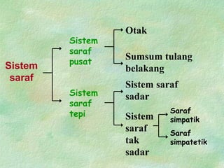 Sistem
saraf
Sistem
saraf
pusat
Sistem
saraf
tepi
Otak
Sumsum tulang
belakang
Sistem saraf
sadar
Sistem
saraf
tak
sadar
Saraf
simpatik
Saraf
simpatetik
 