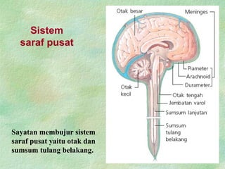 Sistem
saraf pusat
Sayatan membujur sistem
saraf pusat yaitu otak dan
sumsum tulang belakang.
 