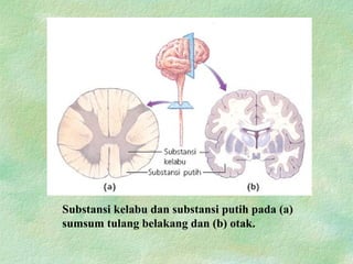 Substansi kelabu dan substansi putih pada (a)
sumsum tulang belakang dan (b) otak.
 