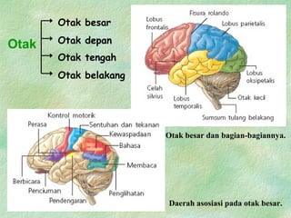 Otak
Otak besar dan bagian-bagiannya.
Otak besar
Otak belakang
Otak tengah
Otak depan
Daerah asosiasi pada otak besar.
 