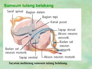 Sumsum tulang belakang
Sayatan melintang sumsum tulang belakang.
 