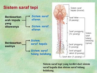 Sistem saraf tepi
Berdasarkan
arah impuls
yang
dibawanya
Sistem saraf
aferen
Sistem saraf
eferen
Berdasarkan
asalnya
Sistem
saraf kepala
Sistem saraf
tulang belakang
Sistem saraf tepi yang terdiri dari sistem
saraf kepala dan sistem saraf tulang
belakang.
 