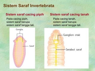 Sistem Saraf Invertebrata
Pada cacing pipih,
sistem saraf berupa
sistem saraf tangga tali.
Sistem saraf cacing pipih
Pada cacing tanah,
sistem saraf berupa
sistem saraf tangga tali.
Sistem saraf cacing tanah
 