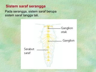 Pada serangga, sistem saraf berupa
sistem saraf tangga tali.
Sistem saraf serangga
 