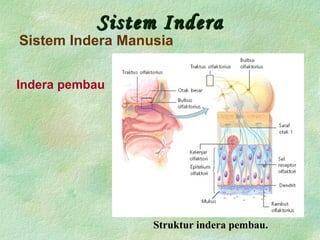 Sistem InderaSistem Indera
Sistem Indera Manusia
Indera pembau
Struktur indera pembau.
 
