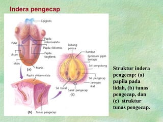 Indera pengecap
Struktur indera
pengecap: (a)
papila pada
lidah, (b) tunas
pengecap, dan
(c) struktur
tunas pengecap.
 
