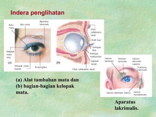 Indera penglihatan
(a) Alat tambahan mata dan
(b) bagian-bagian kelopak
mata.
Aparatus
lakrimalis.
 