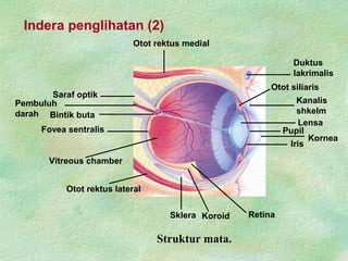 Indera penglihatan (2)
Struktur mata.
RetinaKoroidSklera
Iris
Kornea
Pupil
Lensa
Kanalis
shkelm
Duktus
lakrimalis
Otot rektus lateral
Vitreous chamber
Fovea sentralis
Bintik buta
Pembuluh
darah
Saraf optik
Otot rektus medial
Otot siliaris
 