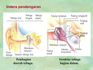 Indera pendengaran
Pembagian
daerah telinga.
Struktur telinga
bagian dalam.
 