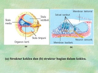 (a) Struktur koklea dan (b) struktur bagian dalam koklea.
(a) (b)
 