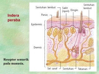 Indera
peraba
Reseptor sensorik
pada manusia.
 
