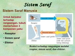 Sistem SarafSistem Saraf
Sistem Saraf Manusia
Reaksi terhadap rangsangan melalui
resptor, sistem saraf, dan efektor.
Untuk bereaksi
terhadap
rangsangan, tubuh
memerlukan 3
komponen yaitu:
• Reseptor
• Sistem saraf
• Efektor
 