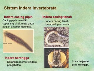 Sistem Indera Invertebrata
Cacing pipih memiliki
sepasang bintik mata pada
bagian anterior tubuhnya.
Indera cacing pipih
Indera cacing tanah
berada di permukaan
tubuhnya.
Indera cacing tanah
Serangga memiliki indera
penglihatan.
Indera serangga
Mata majemuk
pada serangga.
 