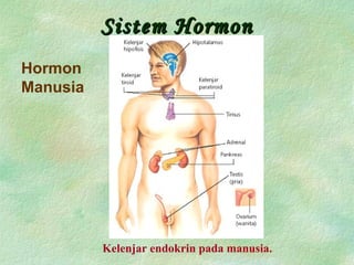 Sistem HormonSistem Hormon
Hormon
Manusia
Kelenjar endokrin pada manusia.
 