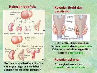 Kelenjar hipofisis
Hormon yang dihasilkan hipofisis
dan organ targetnya: (a) lobus
anterior dan (b) lobus posterior.
(a)
(b)
Kelenjar tiroid dan
paratiroid
Kelenjar tiroid menghasilkan
hormon tiroksin dan triyodotironin.
Kelenjar paratiroid menghasilkan
hormon parathormon.
Kelenjar adrenal
 menghasilkan hormon
adrenalin dan noradrenalin
 