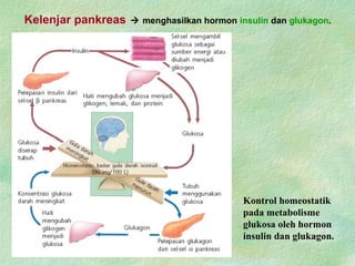 Kontrol homeostatik
pada metabolisme
glukosa oleh hormon
insulin dan glukagon.
Kelenjar pankreas  menghasilkan hormon insulin dan glukagon.
 