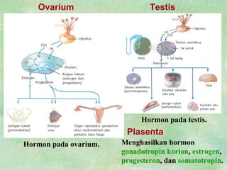 Ovarium
Hormon pada ovarium.
Testis
Hormon pada testis.
Plasenta
Menghasilkan hormon
gonadotropin korion, estrogen,
progesteron, dan somatotropin.
 