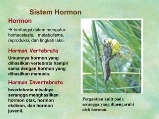Sistem Hormon
Hormon Invertebrata
Invertebrata misalnya
serangga menghasilkan
hormon otak, hormon
ekdison, dan hormon
juvenil.
Pergantian kulit pada
serangga yang dipengaruhi
oleh hormon.
Hormon Vertebrata
Umumnya hormon yang
dihasilkan vertebrata hampir
sama dengan hormon yang
dihasilkan manusia.
Hormon
 berfungsi dalam mengatur
homeostasis, metabolisme,
reproduksi, dan tingkah laku.
 