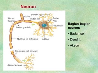 Neuron
Bagian-bagian
neuron:
• Badan sel
• Dendrit
• Akson
 