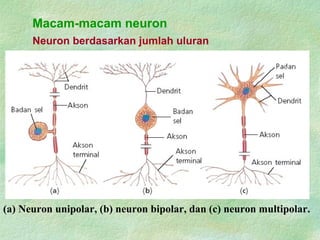 Macam-macam neuron
Neuron berdasarkan jumlah uluran
(a) Neuron unipolar, (b) neuron bipolar, dan (c) neuron multipolar.
 