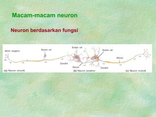 Macam-macam neuron
Neuron berdasarkan fungsi
 
