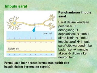 Impuls saraf
Permukaan luar neuron bermuatan positif dan
bagain dalam bermuatan negatif.
Penghantaran impuls
saraf
Saraf dalam keadaan
polarisasi 
dirangsang 
depolarisasi  timbul
aliran listrik  timbul
impuls saraf  impuls
saraf dibawa dendrit ke
badan sel  menuju
akson  dibawa ke
neuron lain.
 