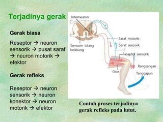 Terjadinya gerak
Contoh proses terjadinya
gerak refleks pada lutut.
Gerak biasa
Reseptor  neuron
sensorik  pusat saraf
 neuron motorik 
efektor
Gerak refleks
Reseptor  neuron
sensorik  neuron
konektor  neuron
motorik  efektor
 