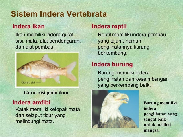 Bab 9 Sistem Koordinasi bab 9 sistem koordinasi