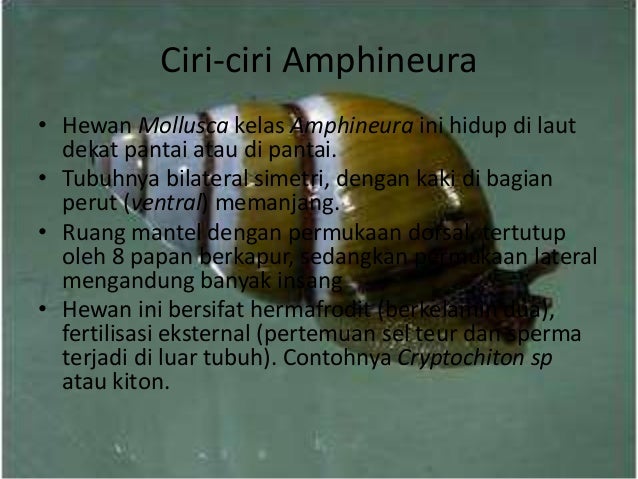 Gambar Pengertian Ciri Klasifikasi Filum Mollusca Gambar 