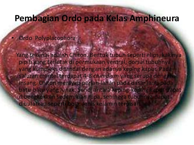 Animalia Filum Mollusca