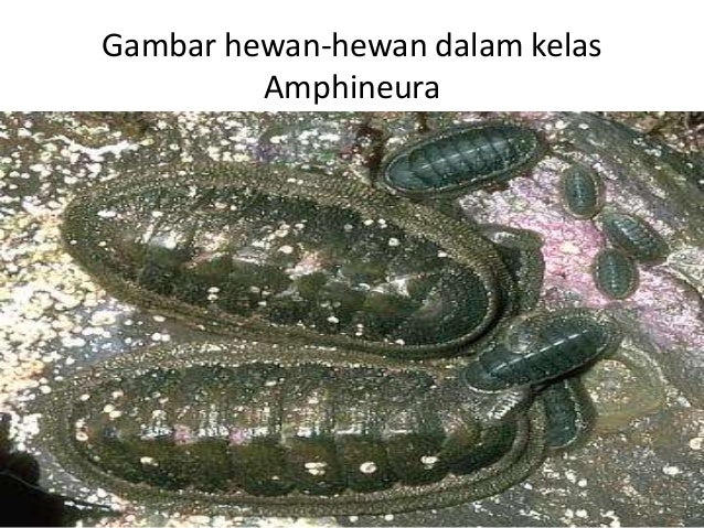Animalia Filum Mollusca Animalia Filum Mollusca