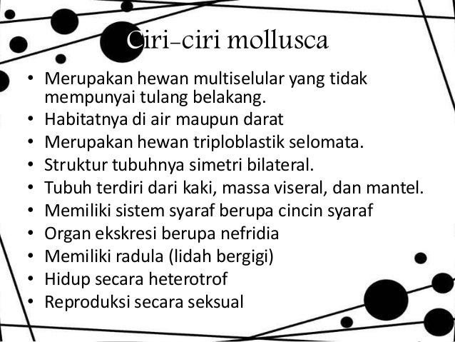 Animalia Filum Mollusca