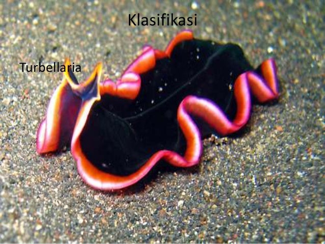 Kingdom Animalia Filum  Platyhelminthes  Lengkap