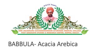 BABBULA- Acacia Arebica 
 