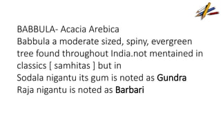 BABBULA- Acacia Arebica 
Babbula a moderate sized, spiny, evergreen 
tree found throughout India.not mentained in 
classics [ samhitas ] but in 
Sodala nigantu its gum is noted as Gundra 
Raja nigantu is noted as Barbari 
 