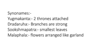 Synonames:- 
Yugmakanta:- 2 thrones attached 
Dradaruha:- Branches are strong 
Sookshmapatra:- smallest leaves 
Malaphala:- flowers arranged like garland 
 