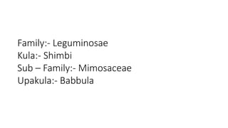 Family:- Leguminosae 
Kula:- Shimbi 
Sub – Family:- Mimosaceae 
Upakula:- Babbula 
 