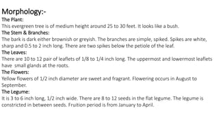 Morphology:- 
The Plant: 
This evergreen tree is of medium height around 25 to 30 feet. It looks like a bush. 
The Stem & Branches: 
The bark is dark either brownish or greyish. The branches are simple, spiked. Spikes are white, 
sharp and 0.5 to 2 inch long. There are two spikes below the petiole of the leaf. 
The Leaves: 
There are 10 to 12 pair of leaflets of 1/8 to 1/4 inch long. The uppermost and lowermost leaflets 
have small glands at the roots. 
The Flowers: 
Yellow flowers of 1/2 inch diameter are sweet and fragrant. Flowering occurs in August to 
September. 
The Legume: 
It is 3 to 6 inch long, 1/2 inch wide. There are 8 to 12 seeds in the flat legume. The legume is 
constricted in between seeds. Fruition period is from January to April. 
 