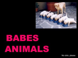 BABES ANIMALS No click, please 