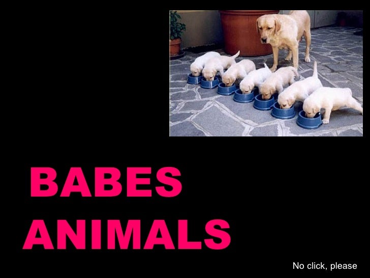 BABES ANIMALS No click, please 