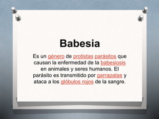 Babesia
Es un género de protistas parásitos que
causan la enfermedad de la babesiosis
en animales y seres humanos. El
parásito es transmitido por garrapatas y
ataca a los glóbulos rojos de la sangre.
 