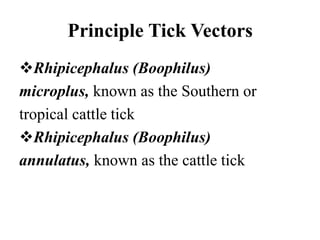 Principle Tick Vectors
Rhipicephalus (Boophilus)
microplus, known as the Southern or
tropical cattle tick
Rhipicephalus (Boophilus)
annulatus, known as the cattle tick
 
