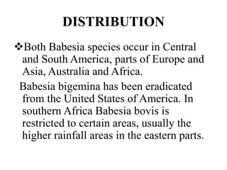 DISTRIBUTION
Both Babesia species occur in Central
and South America, parts of Europe and
Asia, Australia and Africa.
Babesia bigemina has been eradicated
from the United States of America. In
southern Africa Babesia bovis is
restricted to certain areas, usually the
higher rainfall areas in the eastern parts.
 