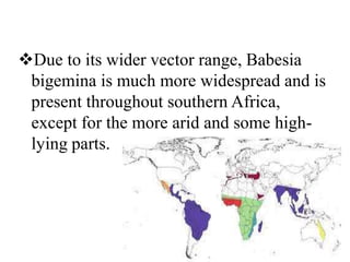 Due to its wider vector range, Babesia
bigemina is much more widespread and is
present throughout southern Africa,
except for the more arid and some high-
lying parts.
 