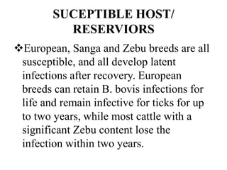 SUCEPTIBLE HOST/
RESERVIORS
European, Sanga and Zebu breeds are all
susceptible, and all develop latent
infections after recovery. European
breeds can retain B. bovis infections for
life and remain infective for ticks for up
to two years, while most cattle with a
significant Zebu content lose the
infection within two years.
 
