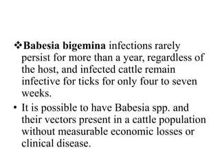 Babesia bigemina infections rarely
persist for more than a year, regardless of
the host, and infected cattle remain
infective for ticks for only four to seven
weeks.
• It is possible to have Babesia spp. and
their vectors present in a cattle population
without measurable economic losses or
clinical disease.
 