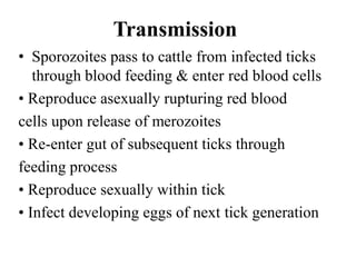 Transmission
• Sporozoites pass to cattle from infected ticks
through blood feeding & enter red blood cells
• Reproduce asexually rupturing red blood
cells upon release of merozoites
• Re-enter gut of subsequent ticks through
feeding process
• Reproduce sexually within tick
• Infect developing eggs of next tick generation
 