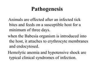 Pathogenesis
Animals are effected after an infected tick
bites and feeds on a susceptible host for a
minimum of three days.
when the Babesia organism is introduced into
the host, it attaches to erythrocyte membranes
and endocytosed.
Hemolytic anemia and hypotensive shock are
typical clinical syndromes of infection.
 