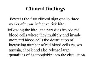 Clinical findings
Fever is the first clinical sign one to three
weeks after an infective tick bite.
following the bite , the parasites invade red
blood cells where they multiply and invade
more red blood cells the destruction of
increasing number of red blood cells causes
anemia, shock and also release large
quantities of haemoglobin into the circulation
 