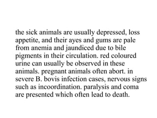 the sick animals are usually depressed, loss
appetite, and their ayes and gums are pale
from anemia and jaundiced due to bile
pigments in their circulation. red coloured
urine can usually be observed in these
animals. pregnant animals often abort. in
severe B. bovis infection cases, nervous signs
such as incoordination. paralysis and coma
are presented which often lead to death.
 